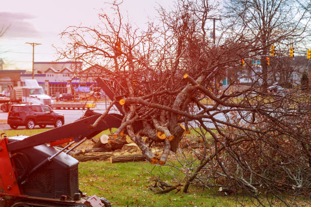 Best Fruit Tree Pruning  in Una, WA