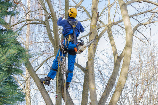 Best Emergency Tree Removal  in Una, WA